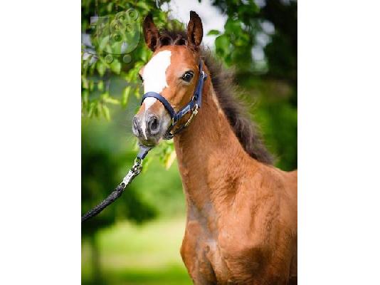 PoulaTo: 10 chronón Kfps Reg Friesian Mare